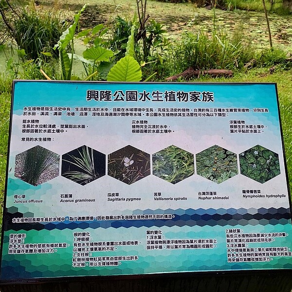 興隆公園水生植物家族。圖／里長提供
