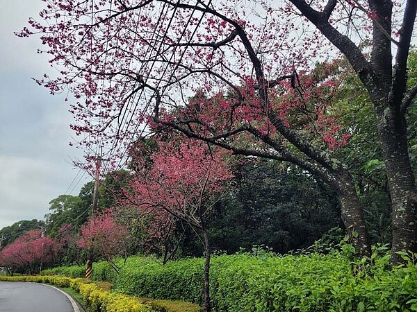 輕軌出站5分鐘，就到櫻花大道賞櫻健行。圖／新北市景觀處提供