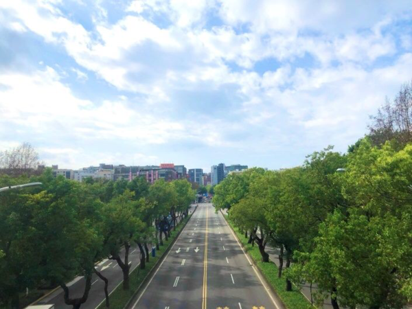 都市也能森呼吸，中山北路賞樟樹、楓香綠蔭大道。圖／台北市公園處提供