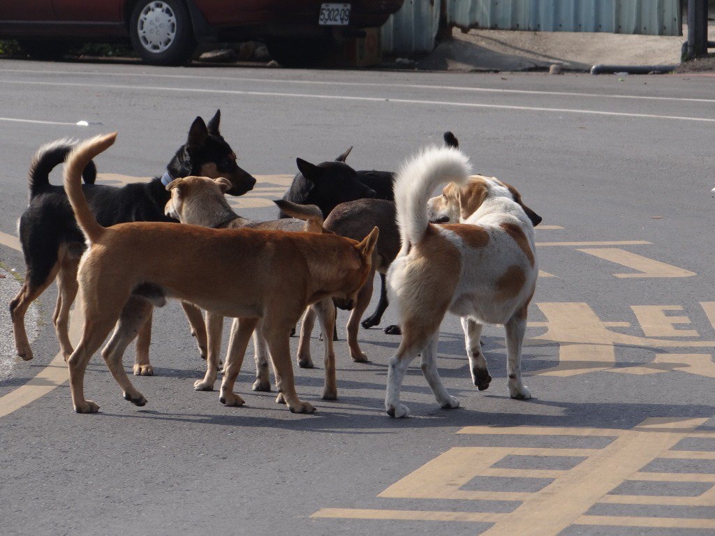 台灣地區的流浪狗，過往曾傳出成為移工的食品來源。聯合報系資料照