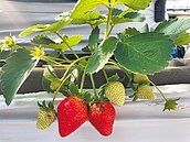 寒流來襲跌破10度　農改場籲慎防蔬果凍傷