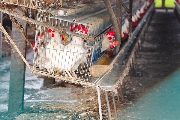 農曆春節前夕,全台發生缺蛋情形,7日民眾發現蛋已進貨,立即前往購買。圖/顏謙隆