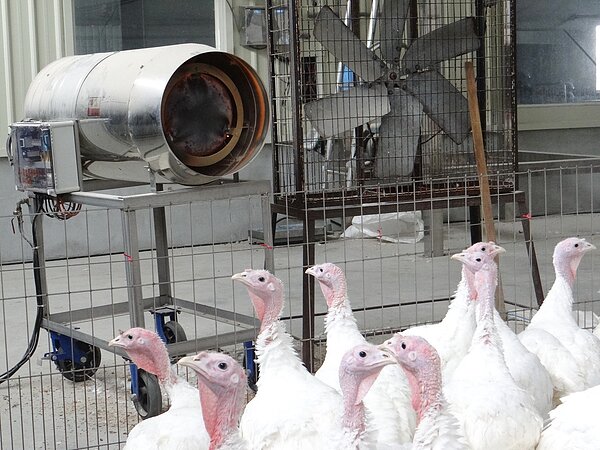 寒流來襲,北港火雞業者斥資百餘萬元,打造全溫控系統,火紅的電熱扇像熱火炮送出暖風,雞舍暖流循環,格外舒適。記者蔡維斌/攝影