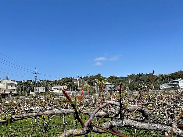 寒流全台低溫,中市農業局提醒農民主動通報災損。圖/台中市政府提供