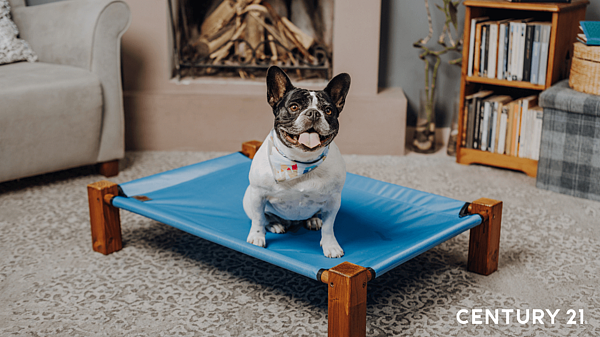 養狗須注意家中隔音、動線、地板材質。圖/21世紀不動產提供