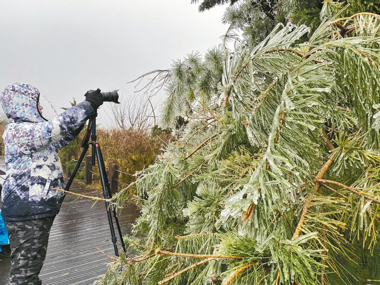 太平山莊昨天攝氏二度，民眾拍攝樹梢上的冰漸漸融化。記者黃義書／攝影 