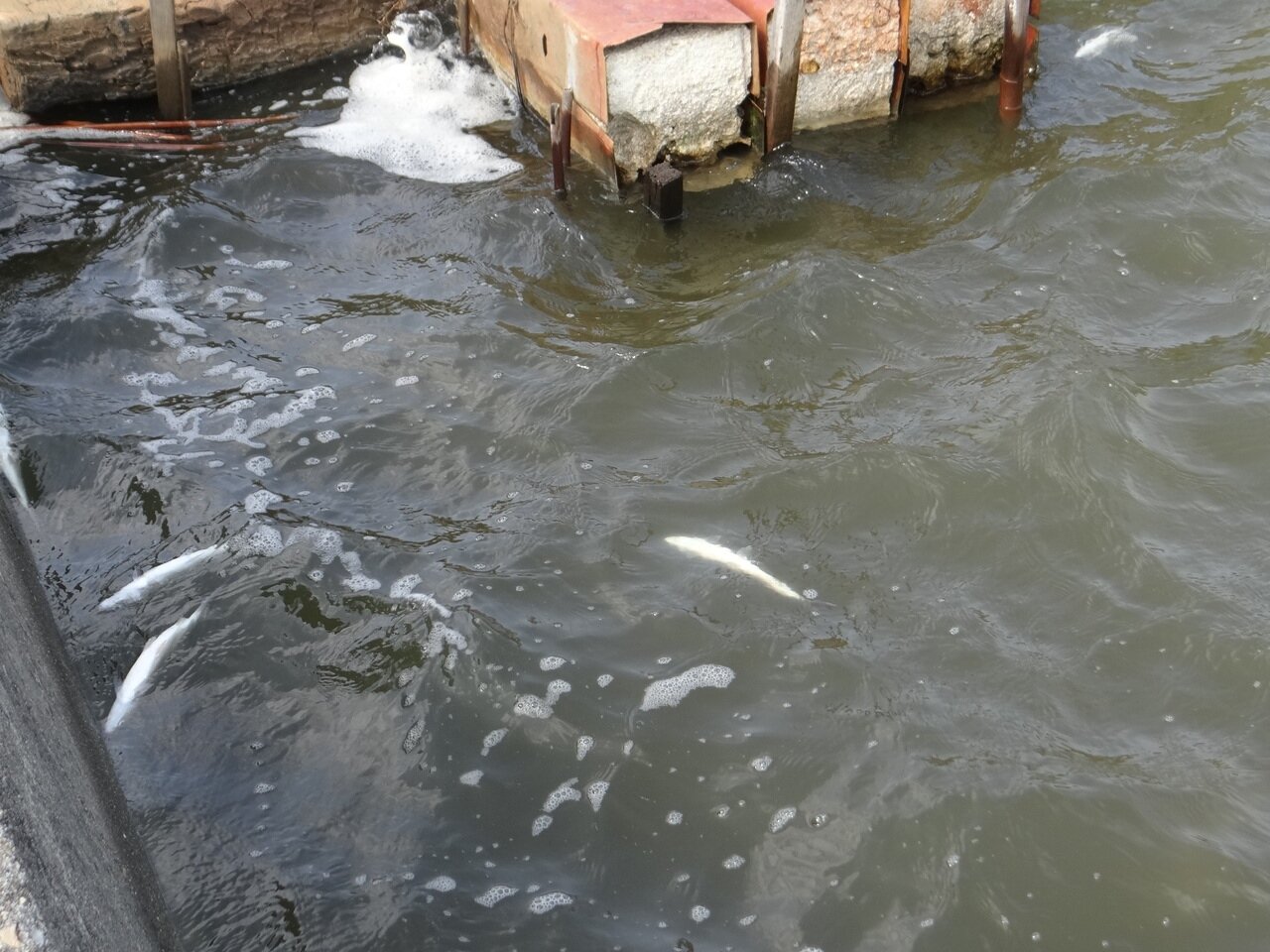 連日酷寒但雲林沿海地區不見虱目魚大量凍死，只見少數幾尾受凍浮出水面。記者蔡維斌／攝影 