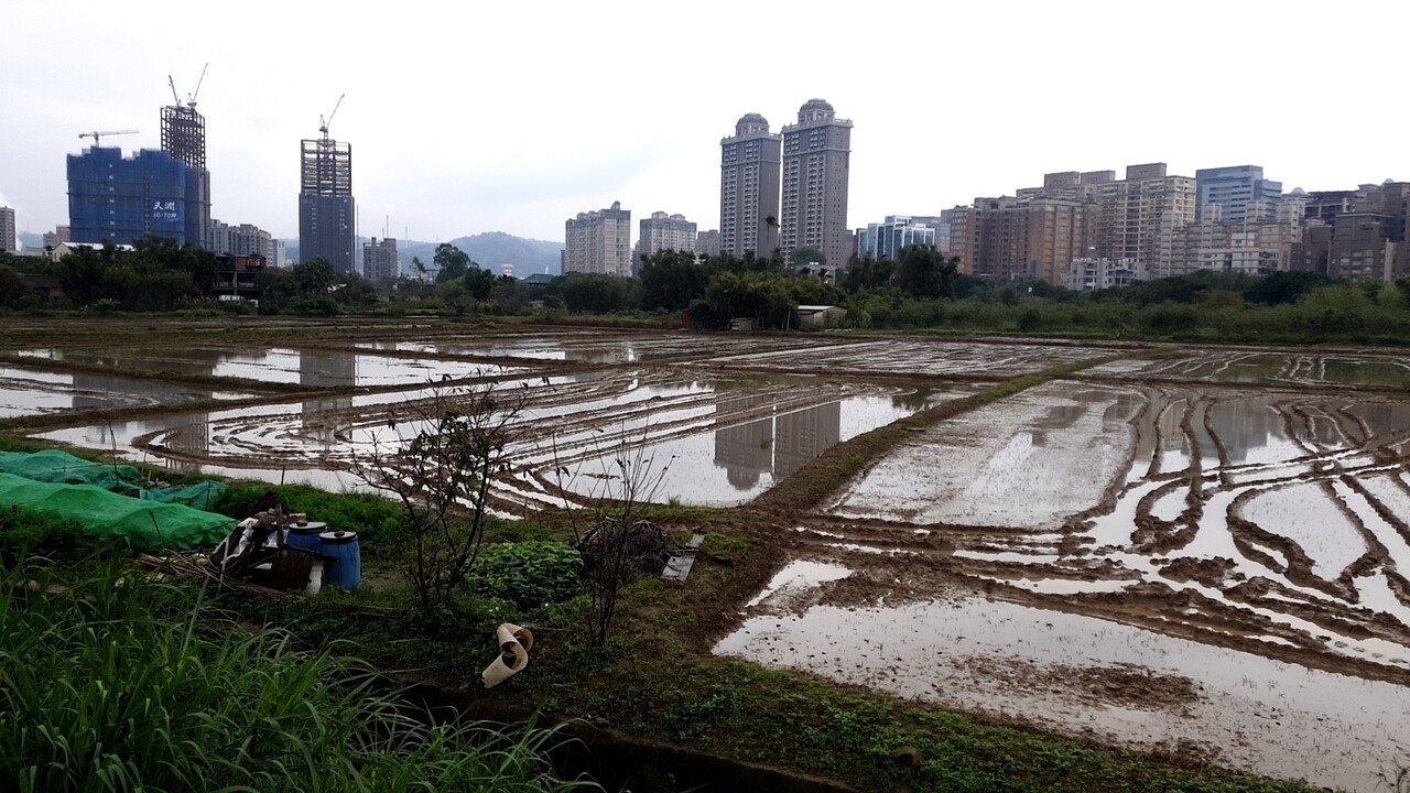 石門水庫蓄水量超過2億噸噸，桃園大部分的農田都完成整天工作準備插秧。記者鄭國樑／攝影 