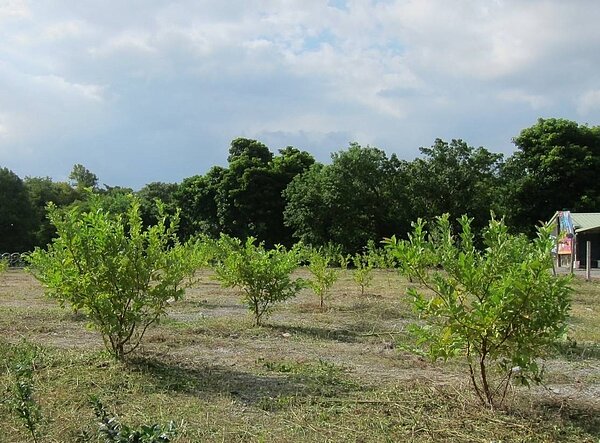 由於農業發展條例的條文修改,在違規被罰的農地上栽種果樹並恢復農用,日後在土地買賣交易時,還是要課徵土地增值稅。圖/讀者提供