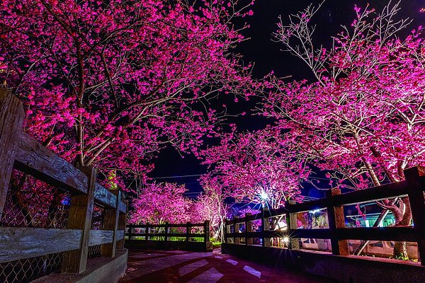 泰安派出所櫻花晚間景象。圖/台中市觀旅局提供