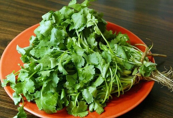 散發特殊氣味的香菜評價兩極。 圖/聯合報系資料照片