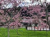 阿里山櫻花開極盛　228連假計湧入人車　警將加強取締