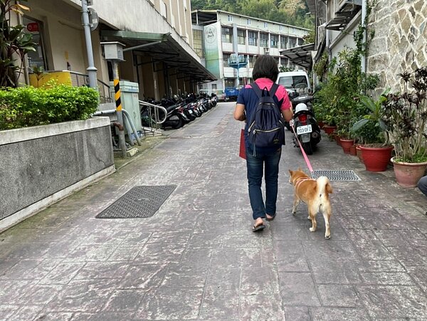 外出遛狗要繫繩。圖/新北市府提供