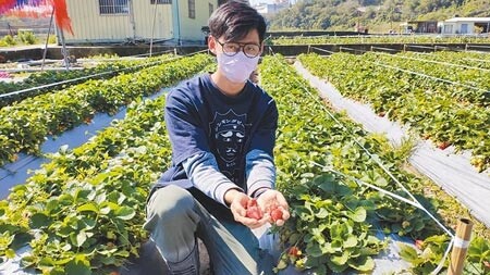 
草莓青農林康鵬指出，這次寒害加上豪雨，導致草莓園損失5、6成以上，粗估損失數十萬元。（李京昇攝）
