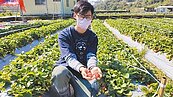 豪雨重創草莓　苗栗農損3200萬