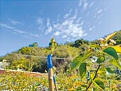 擬增天災補助金額　陳吉仲允全面盤點