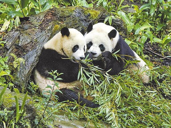 圓圓和圓寶母女天天上演採食「諜對諜」的戲碼,常互相拿走對方的食物。(台北市立動物園提供/游念育台北傳真)