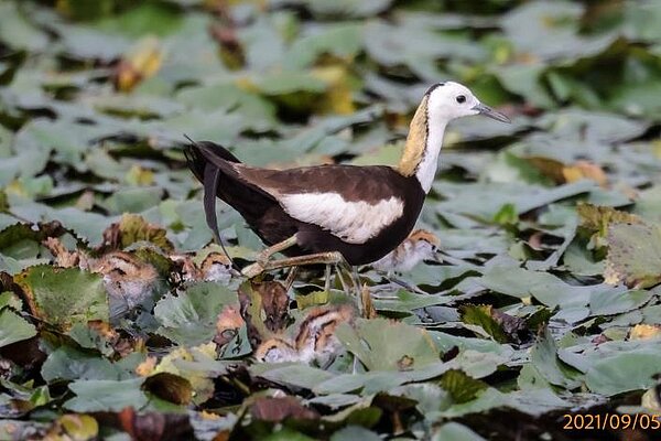 台南生態給付再升級。圖/台南市政府提供