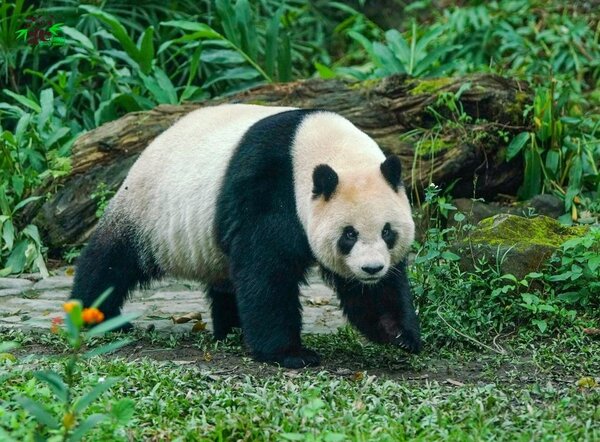 台北市立動物園明星動物大貓熊「圓仔」。圖／取自官方臉書