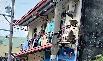 雲林縣林內鄉大批猴群入侵社區,圍攻民宅,使林內村幾快淪陷成為猴子村,村民叫苦,希望有關單位設法來救救他們。記者蔡維斌/攝影