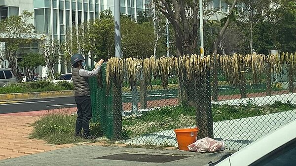 婦人利用圍籬曬鹹菜乾,引來網友嘖嘖稱奇。圖/截自臉書社團「竹北大小事」