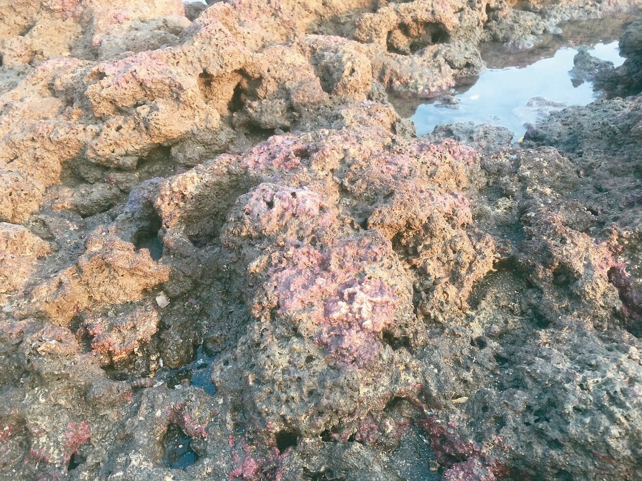 桃園市大潭藻礁目前可見粉紫色的殼狀珊瑚藻覆蓋在礁體之上,且越靠近外海越明顯,但觀察的同時必須注意潮汐變化,以策安全。記者陳俊智/攝影