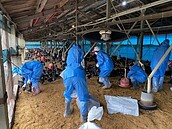 台南爆發禽流感　撲殺萬隻烏骨雞