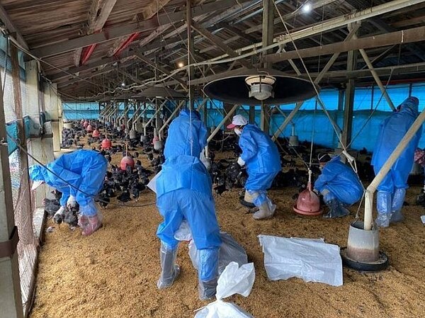 雲林、台南2家雞場爆發新型H5N2亞型(b分支)高病原性禽流感病毒,已撲殺1.8萬隻。撲殺示意圖。圖/雲林縣動植物防疫所提供