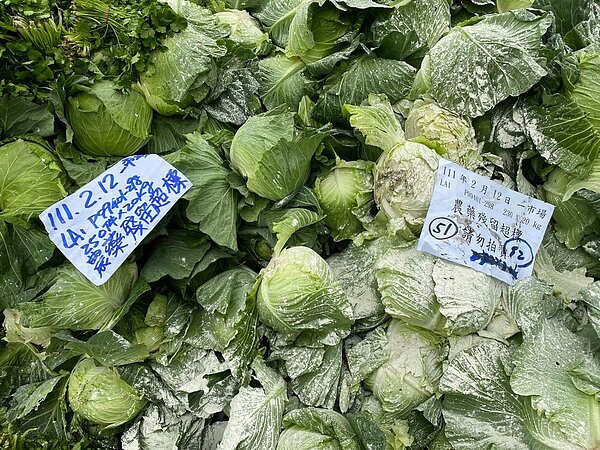 北市抽驗批發蔬果,蘿蔔、包心白菜農藥殘留超標。圖/北市府提供