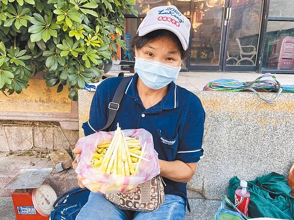 陽明山箭竹筍口感清脆且無農藥殘留,每年吸引許多筍農申請「採筍證」上山採筍,圖為過去資料照。(中時記者戴上容新北傳真)