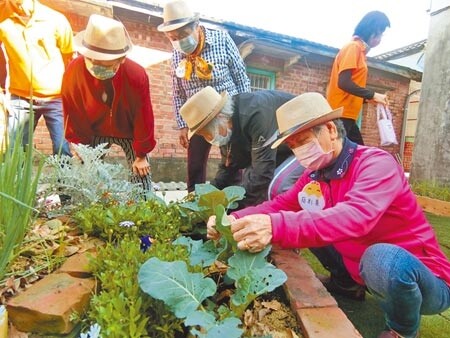 嘉義縣大林鎮義和社區醫事C據點設有菜園，社區民眾及據點的長輩悉心照顧菜園內的作物。（張亦惠攝）