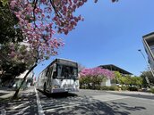 「台南最美公車站」風鈴木盛開　民眾搶拍粉紅風暴