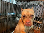 又有比特犬遭棄養　新北動保處揪惡飼主　懸賞獎金7.5萬元