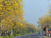 彰化芬園「黃金大道」又火了　黃花風鈴木近日大爆發