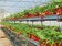 桃園農改場輔導高架栽培　草莓增產1.5倍