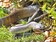 台東森林公園南蛇吞蛙　生態多樣化