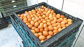 2＋3補貼到期　蛋價直接漲2元