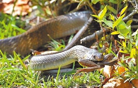 
台東森林公園出現一條南蛇正在吞食青蛙，生態工作者認為象徵當地環境已有起色。（莊哲權攝）
