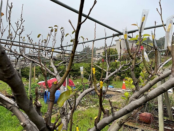 2月連續低溫降雨造成高接梨穗無法開花，嫁接成功率低。圖／新北市府提供