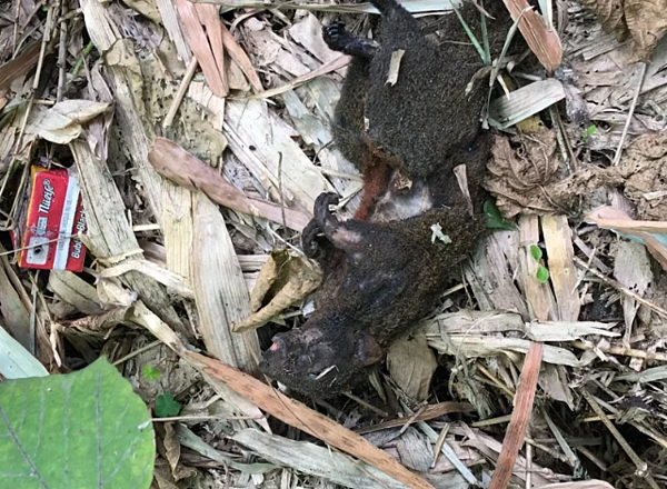 基隆市今晨疑松鼠碰觸供電設備造成短路,中山區、安樂區共7831戶短暫停電。圖/台電基隆區營業處提供