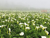 2022竹子湖海芋、繡球花季　登場