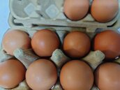 美國蛋價也飆高！禽流感爆發撲殺百萬雞