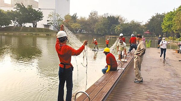 有「新營之肺」的台南南瀛綠都心公園,日前被民眾發現有魚虎出沒在景觀湖,台南市政府獲報即派員前往捕撈。(台南市政府提供/張毓翎台南傳真)