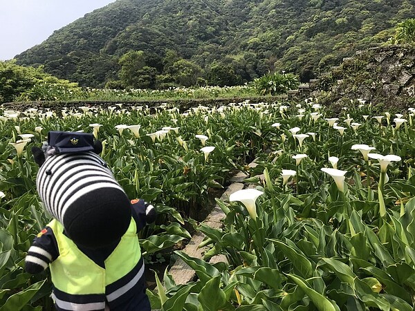 陽明山竹子湖海芋及繡球花季將於111年3月18日登場。圖／北市府提供