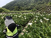 陽明山竹子湖花季3／18登場！交通管制一次看