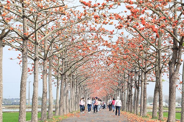 白河林初埤木棉花。圖/台南市政府提供