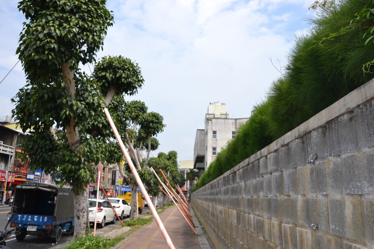 台南市延平國中牆外菩提樹以鋼繩繫住，防樹倒事件再發生，卻也影響通行及有礙景觀。記者鄭惠仁／攝影 