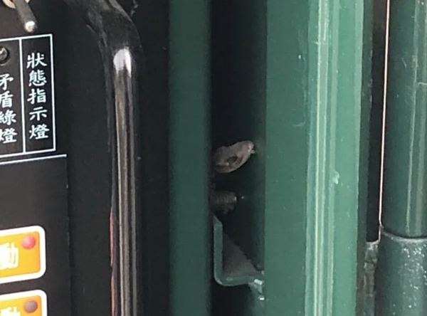 苗栗縣台3線、台72線及苗62之2線路口號誌上周六突然當機,一隻壁虎當時在號誌箱內探頭探腦。圖/苗栗縣警局提供