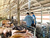 遭反彈　雲林畜牧場自治條例擬3度修正