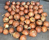 大陸洋蔥　傳借道越南洗產地